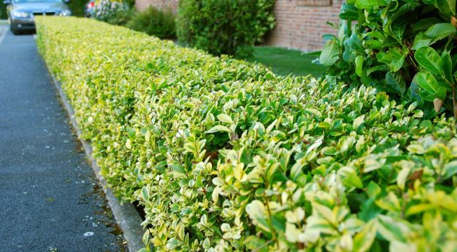plantera en ligusterhäck 
