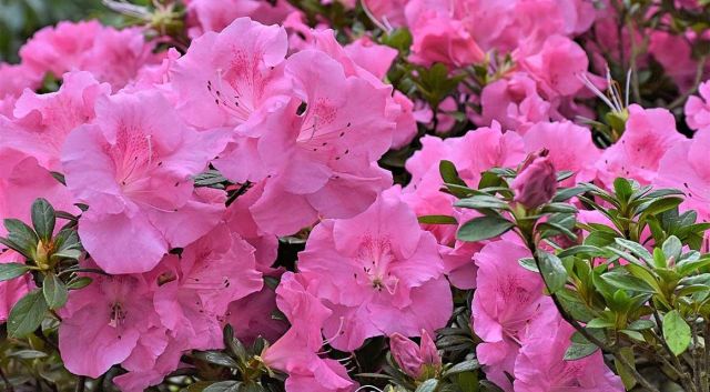 Rhododendron underbar vårblommande växt 