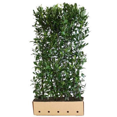Lagerhägg 'Caucasica' Färdiga häckar 180 cm Färdig häck
