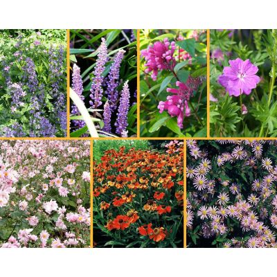 Rabattpaket ’Höstblommande perenner’