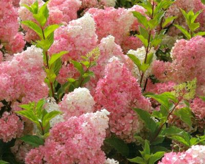 Vipphortensia 'Vanille Fraise'