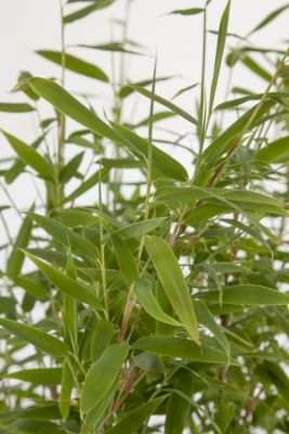 Bergbambu 'Jumbo'