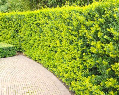 Japansk järnek 'Green Hedge'