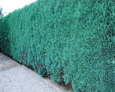 Ädelcypress 'Columnaris Glauca'