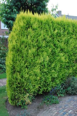 Ädelcypress 'Ivonne'