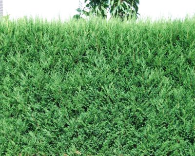 Leylandcypress