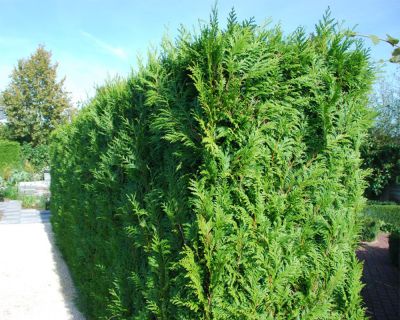 Thuja 'Brabant'