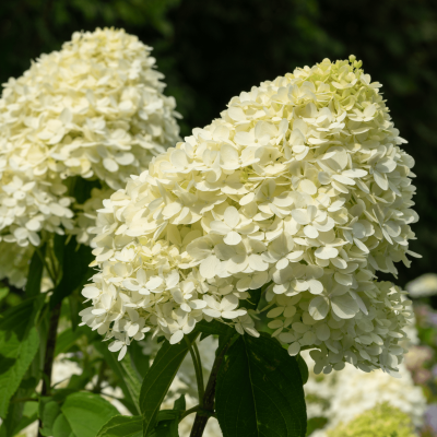 Syrenhortensia 'Candlelight'