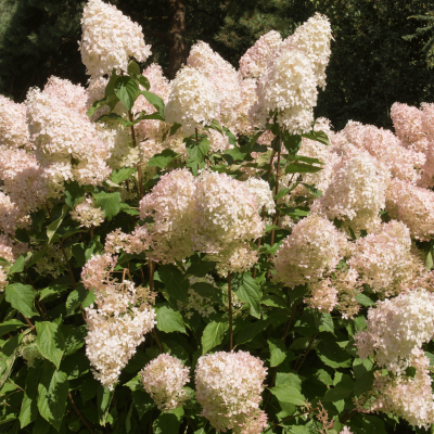 Vipphortensia 'Phantom'