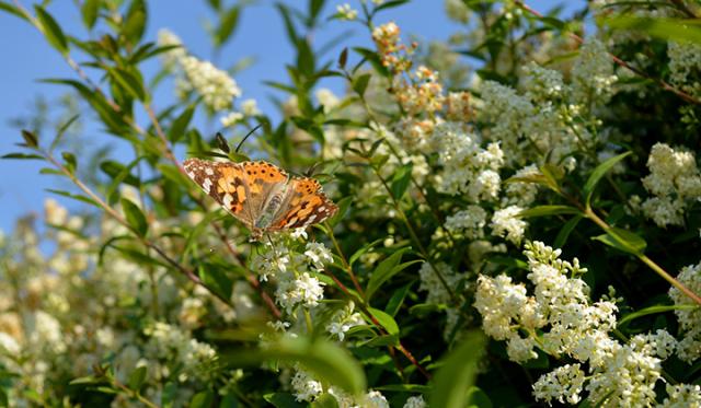 Blommor för insekter