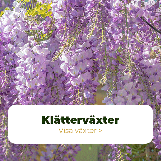 klätterväxter