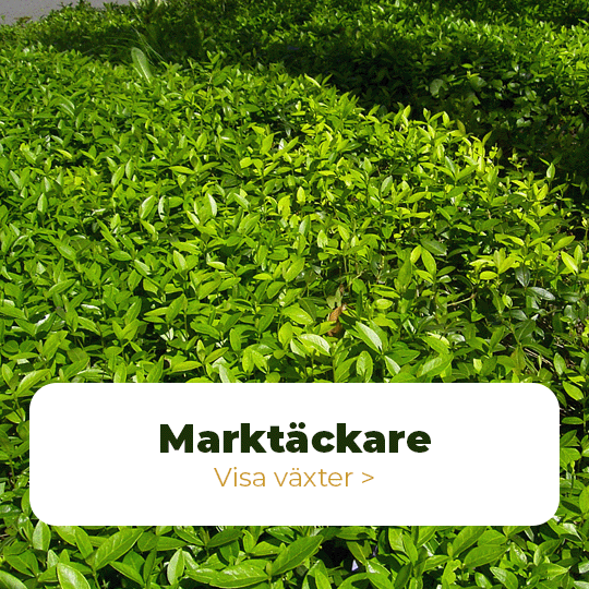 marktäckare