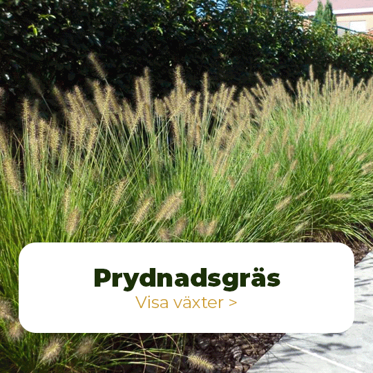 prydnadsgräs