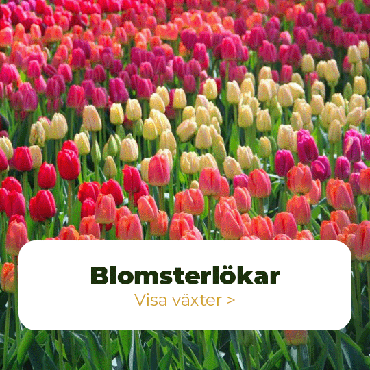 blomsterlökar