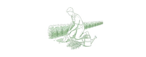 Plantering och skötsel