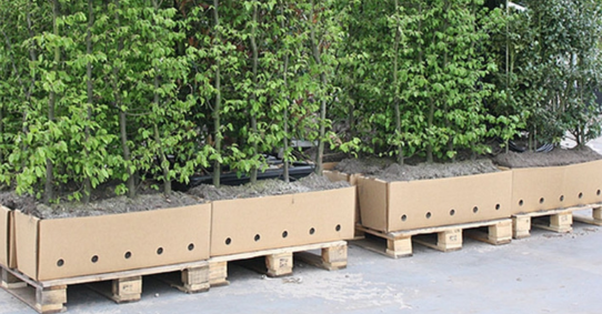 Plantera färdig häck