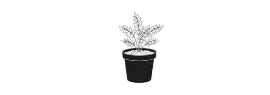 Plant in pot