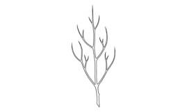Plant in winter