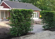 Färdiga häckar planterade i trädgården