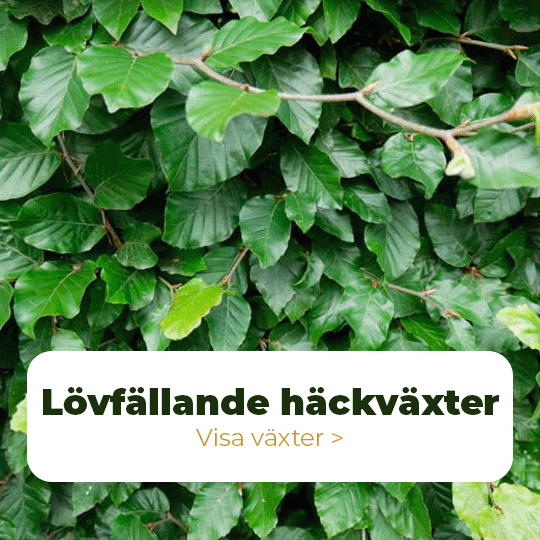 Lövfällande häckväxter