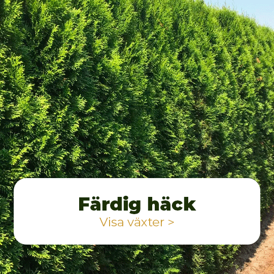 Färdig häck