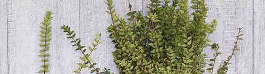 För- och nackdelar med Lonicera nitida som alternativ till buxbom