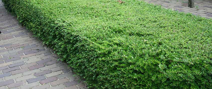 Lonicera nitida som buxbomsersättare