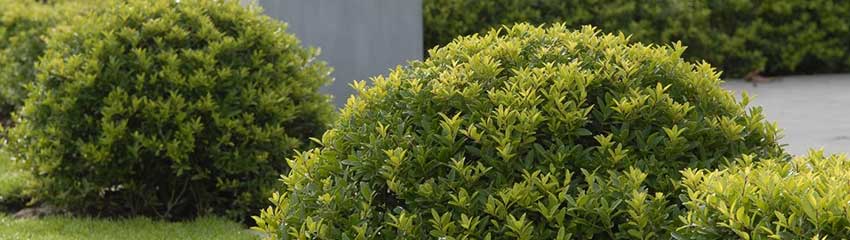 Hur planterar jag en häck av Ilex crenata