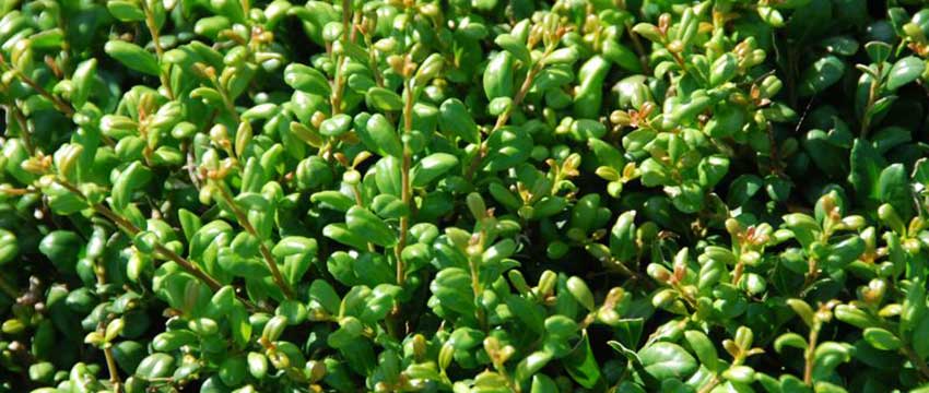 Plantering av japansk järnek