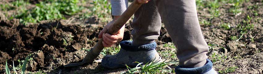Extra tips vid plantering av japansk järnek
