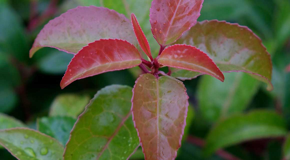 laurierhaag tuin