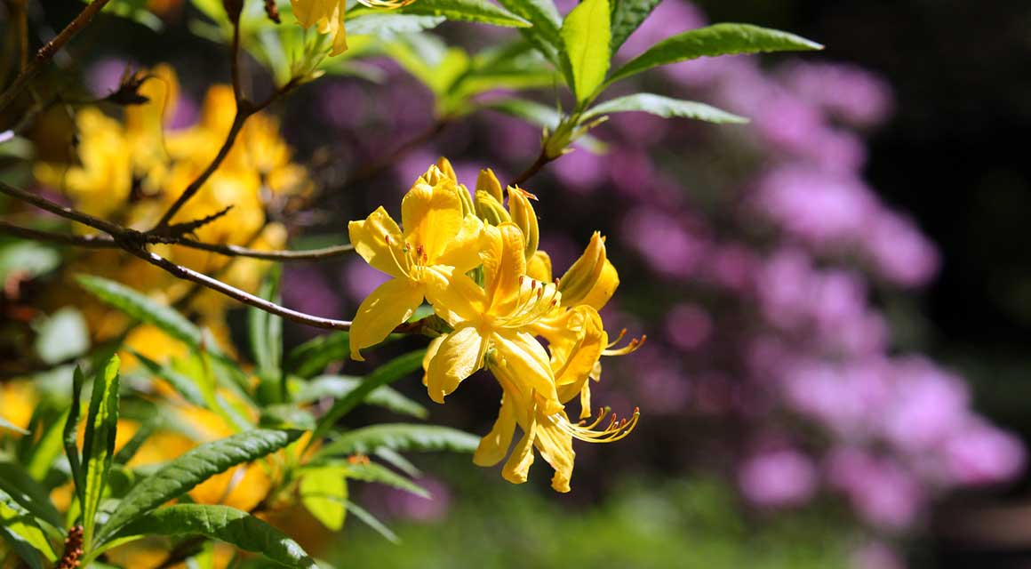 Rhododendron haag