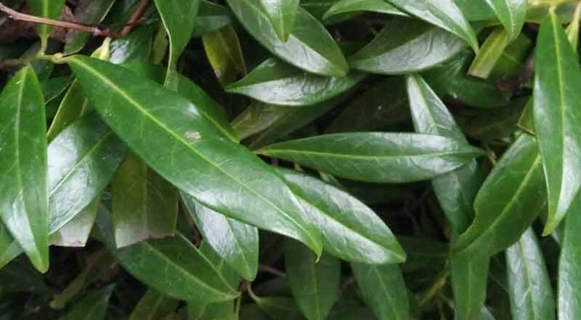 Smaller: de laurier 'Zabeliana'
