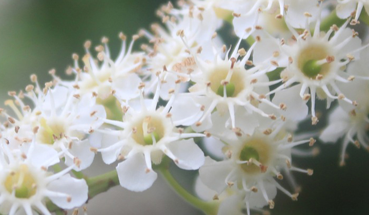 lagerhäggens blomning