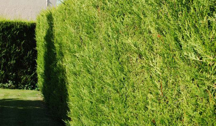 plantering av barrväxter